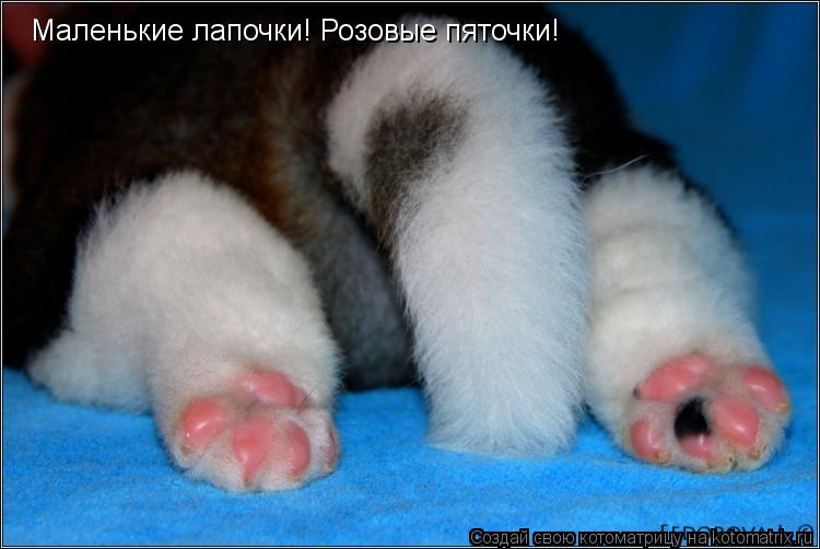 Котоматрица: Маленькие лапочки! Розовые пяточки!