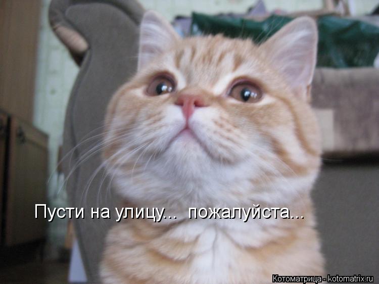 Пусти на улицу... пожалуйста...... Котоматрица: Пусти на улицу... пожалуйста...