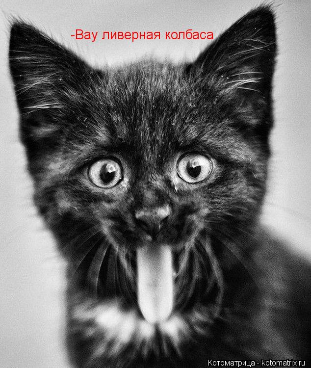 Котоматрица: -Вау ливерная колбаса