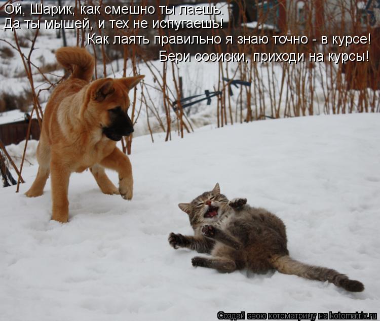 Котоматрица: Ой, Шарик, как смешно ты лаешь.  Да ты мышей, и тех не испугаешь!  Как лаять правильно я знаю точно - в курсе! Бери сосиски, приходи на курсы!