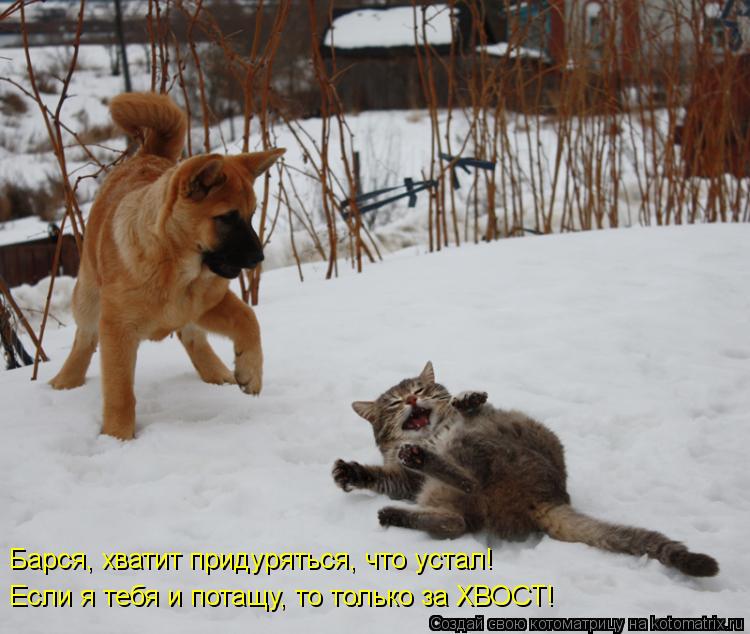 Котоматрица: Барся, хватит придуряться, что устал! Если я тебя и потащу, то только за ХВОСТ!