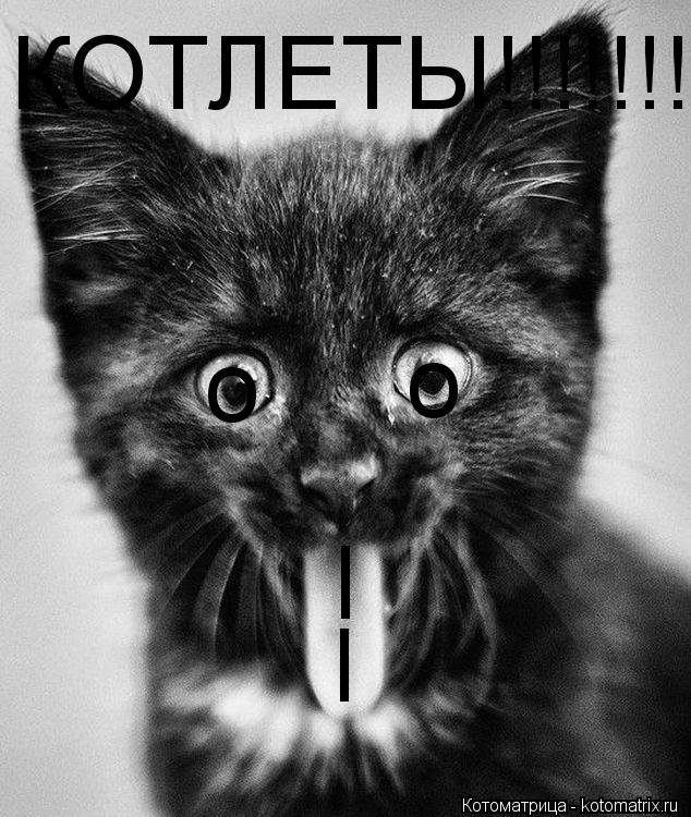 Котоматрица: КОТЛЕТЫ!!!!!!!!!!!!!!!!!!!!!!!!!!!!!!!!!!!!!!!!!!!!!!!!!!!!! о о l l