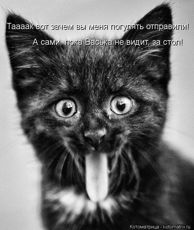 Таааак вот зачем вы меня погулять отправили! А сами, пока Васька не видит, за стол!... Котоматрица: Таааак вот зачем вы меня погулять отправили! А сами, пока Васька не видит, за стол!