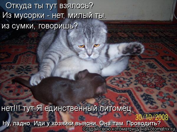 Откуда ты тут взялось? Из мусорки - нет, милый ты. из сумки, говоришь? нет!!! тут Я единственный пито... Котоматрица: Откуда ты тут взялось? Из мусорки - нет, милый ты. из сумки, говоришь? нет!!! тут Я единственный питомец Ну, ладно. Иди у хозяйки выясни. Она там.