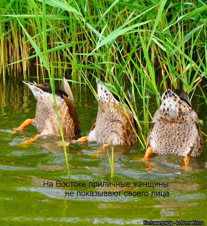 Котоматрица: На Востоке приличные женщины не показывают своего лица