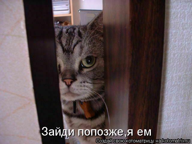 Котоматрица: Зайди попозже,я ем