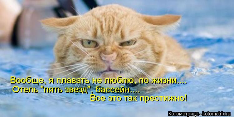 Котоматрица: Вообще, я плавать не люблю, по жизни.... Отель "пять звезд", бассейн.... Все это так престижно!