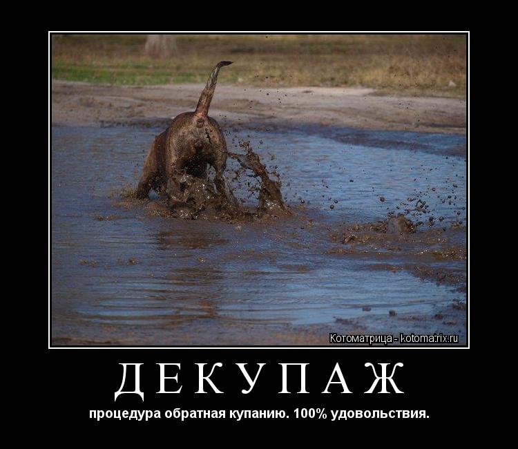ДЕКУПАЖ процедура обратная купанию. 100% удовольствия.... Котоматрица: ДЕКУПАЖ процедура обратная купанию. 100% удовольствия.