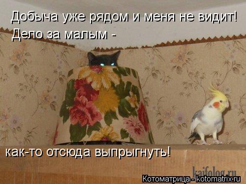 Котоматрица: Добыча уже рядом и меня не видит! Дело за малым -  как-то отсюда выпрыгнуть!