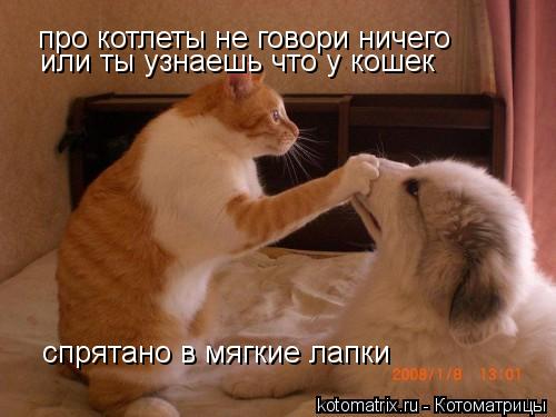 Котоматрица: про котлеты не говори ничего или ты узнаешь что у кошек спрятано в мягкие лапки