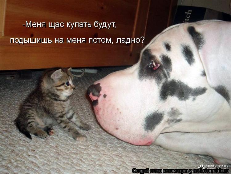 Котоматрица: -Меня щас купать будут,  подышишь на меня потом, ладно?
