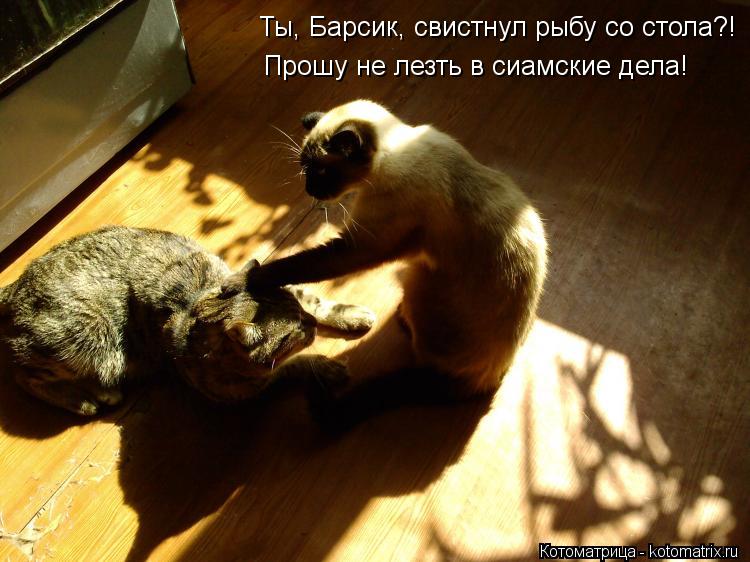 Прошу не лезть в сиамские дела! Ты, Барсик, свистнул рыбу со стола?!... Котоматрица: Прошу не лезть в сиамские дела! Ты, Барсик, свистнул рыбу со стола?!