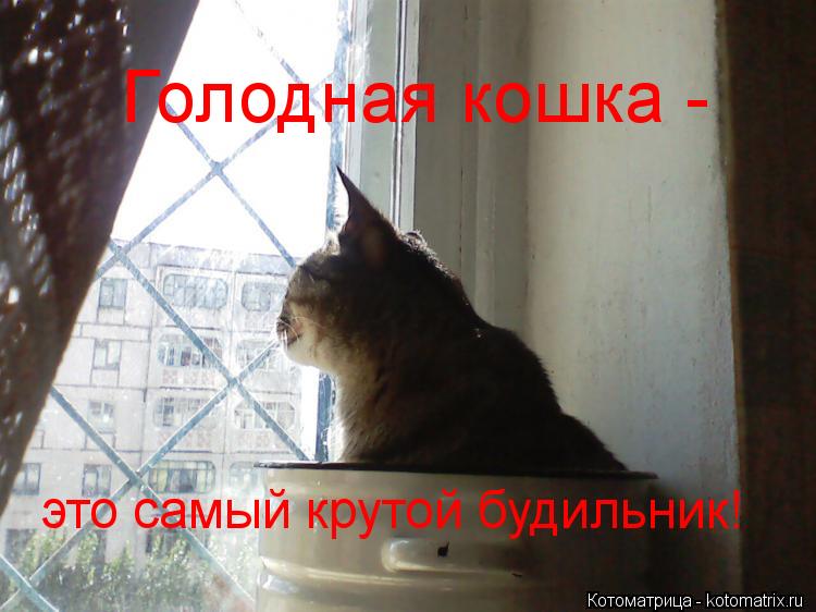 Котоматрица: Голодная кошка -  это самый крутой будильник!