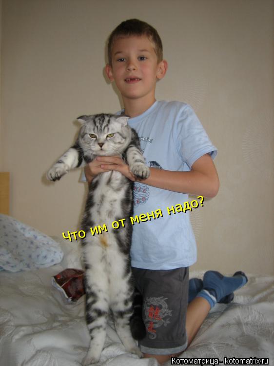 Котоматрица: Что им от меня надо?