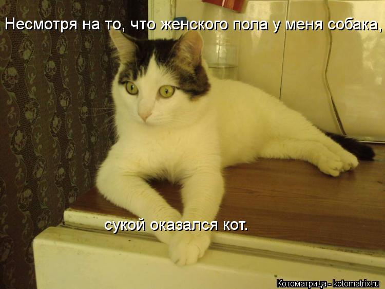 Котоматрица: Несмотря на то, что женского пола у меня собака,  сукой оказался кот.