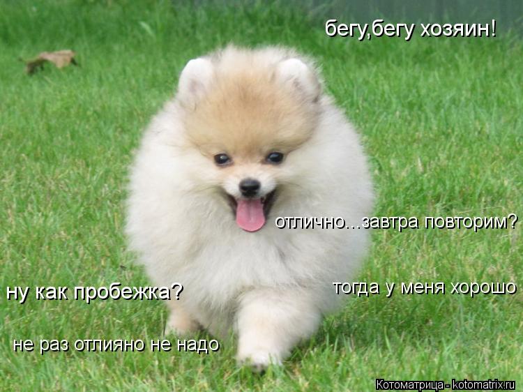 Котоматрица: бегу,бегу хозяин! ну как пробежка? отлично...завтра повторим? не раз отлияно не надо тогда у меня хорошо