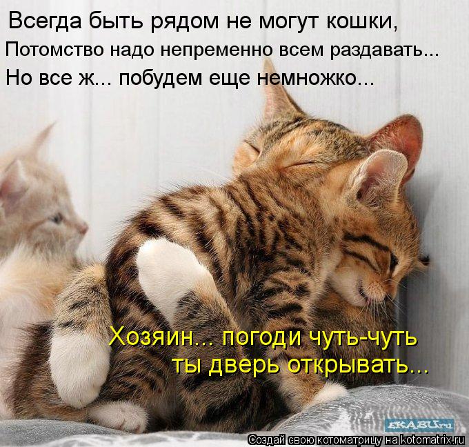 Котоматрица: Всегда быть рядом не могут кошки, Потомство надо непременно всем раздавать... Но все ж... побудем еще немножко... Хозяин... погоди чуть-чуть  ты 