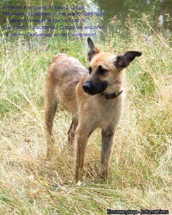 Котоматрица: Я такая Лапочка! Я такая Цаца!  На меня, Красавицу  Не налюбоваться!  Я такая Умница! Я такая Краля!  Вы такой Красавицы Сроду не видали!  А меня 