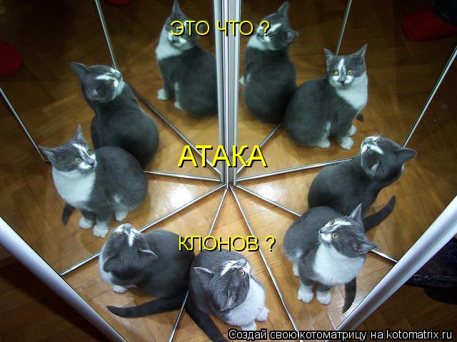 Котоматрица: ЭТО ЧТО ? АТАКА КЛОНОВ ?
