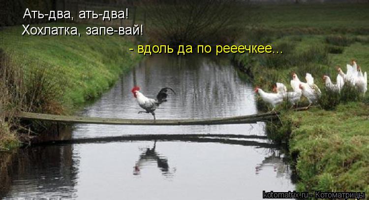 Котоматрица: Ать-два, ать-два! Хохлатка, запе-вай! - вдоль да по рееечкее...