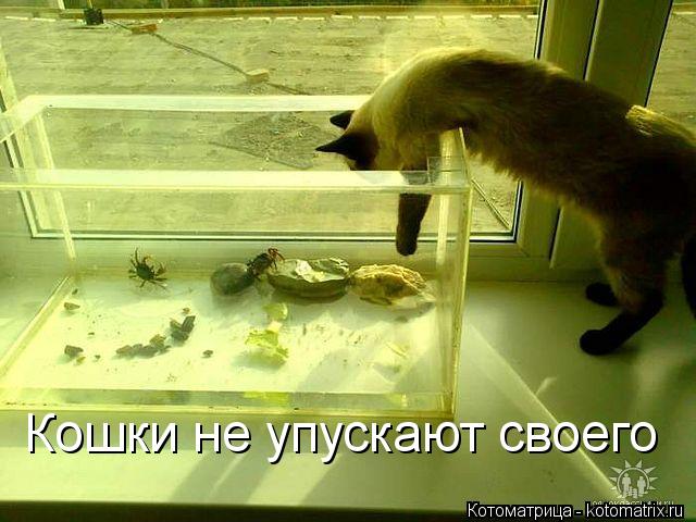 Котоматрица: Кошки не упускают своего