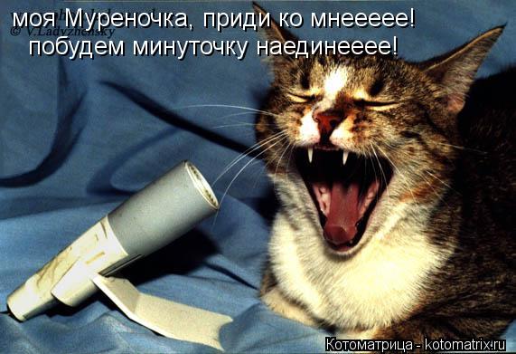Котоматрица: моя Муреночка, приди ко мнеееее! побудем минуточку наединееее!