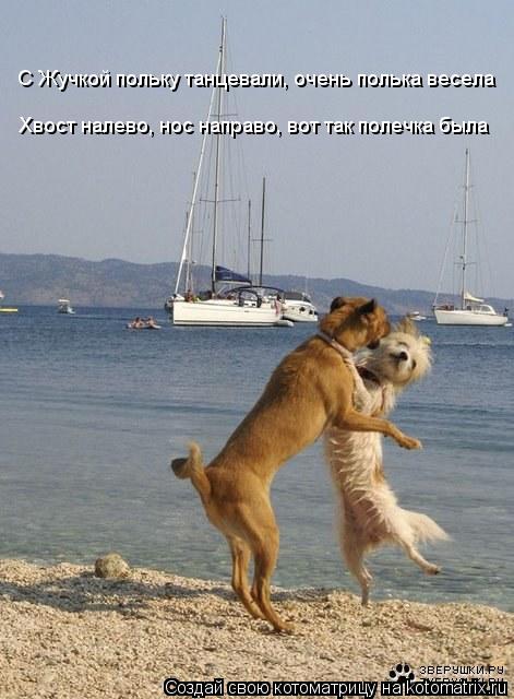 Котоматрица: Хвост налево, нос направо, вот так полечка была С Жучкой польку танцевали, очень полька весела