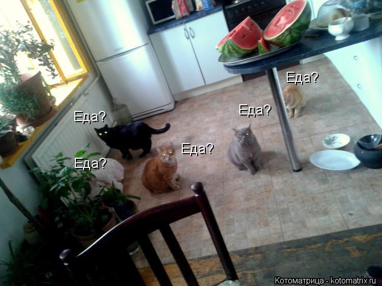 Котоматрица: Еда? Еда? Еда? Еда? Еда?