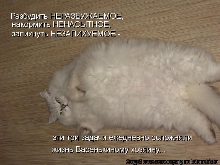 Котоматрица: Разбудить НЕРАЗБУЖАЕМОЕ,  накормить НЕНАСЫТНОЕ,  запихнуть НЕЗАПИХУЕМОЕ -  эти три задачи ежедневно осложняли жизнь Васенькиному хозяину...