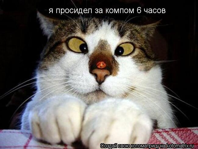 Котоматрица: я просидел за компом 6 часов