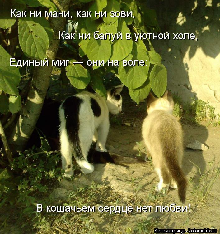 Котоматрица: Как ни мани, как ни зови,   Как ни балуй в уютной холе,   Единый миг — они на воле:   В кошачьем сердце нет любви!