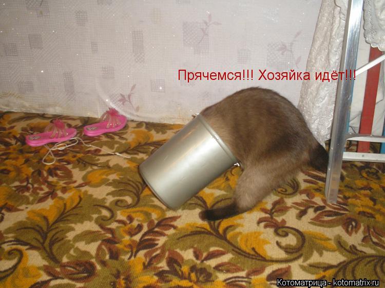 Котоматрица: Атасс!!! Хозяйка идёт!!! Прячемся!!! Хозяйка идёт!!!