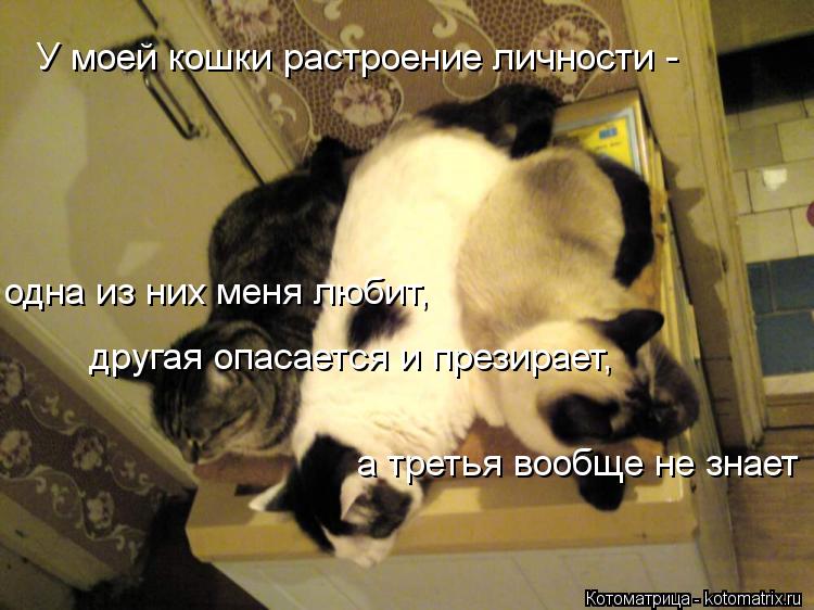 Котоматрица: У моей кошки растроение личности -  одна из них меня любит,  другая опасается и презирает,  а третья вообще не знает