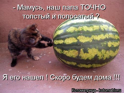 - Мамусь, наш папа ТОЧНО толстый и полосатый ? Я его нашел ! Скоро будем дома !!!... Котоматрица: - Мамусь, наш папа ТОЧНО толстый и полосатый ? Я его нашел ! Скоро будем дома !!!