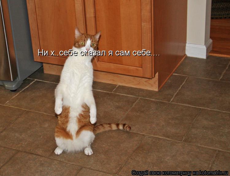 Котоматрица: Ни х..себе сказал я сам себе....