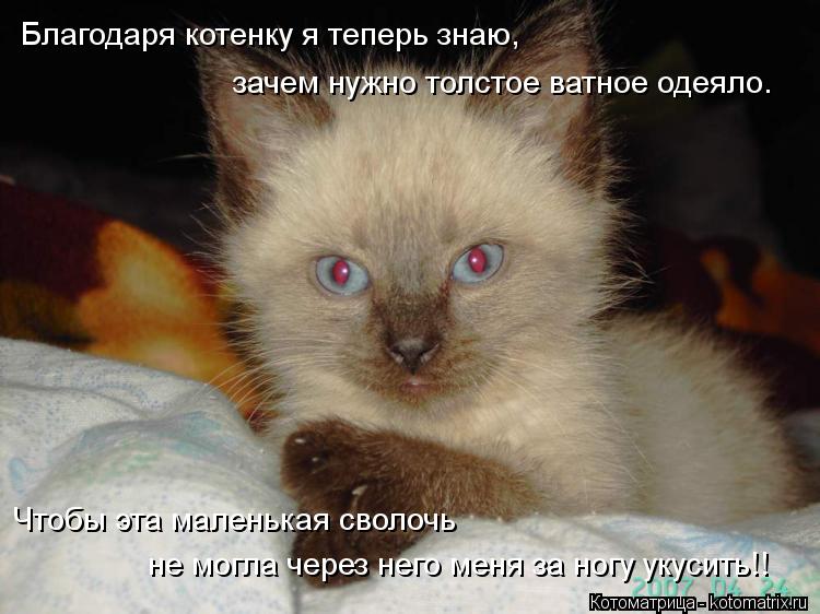 Котоматрица: Благодаря котенку я теперь знаю,  зачем нужно толстое ватное одеяло.  Чтобы эта маленькая сволочь  не могла через него меня за ногу укусить!!