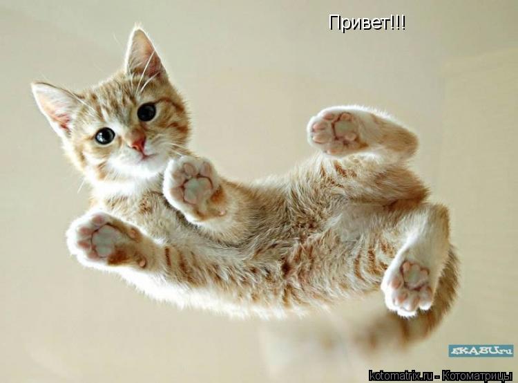 Котоматрица: Привет!!!