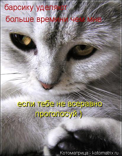 Котоматрица: барсику уделяют больше времини чем мне если тебе не всеравно проголосуй )