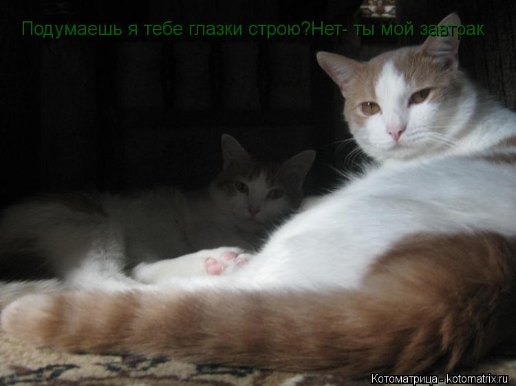 Котоматрица: Подумаешь я тебе глазки строю?Нет- ты мой завтрак