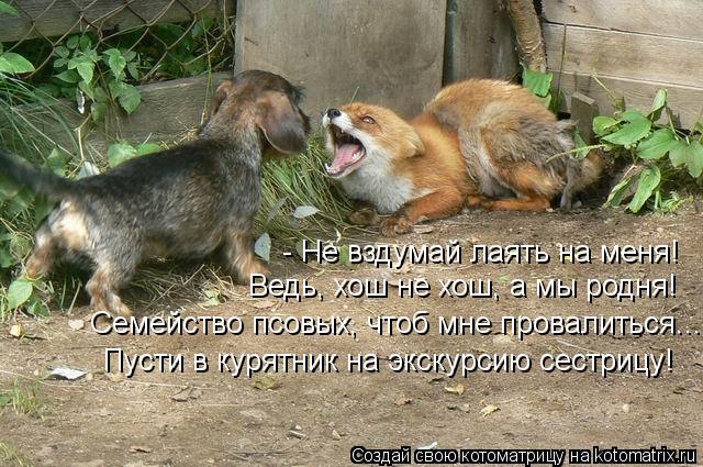 - Не вздумай лаять на меня! Ведь, хош не хош, а мы родня! Семейство псовых, чтоб мне провалиться... П... Котоматрица: - Не вздумай лаять на меня! Ведь, хош не хош, а мы родня! Семейство псовых, чтоб мне провалиться... Пусти в курятник на экскурсию сестрицу!