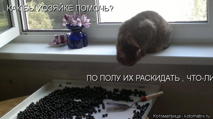 Котоматрица: КАК БЫ ХОЗЯЙКЕ ПОМОЧЬ?  ПО ПОЛУ ИХ РАСКИДАТЬ , ЧТО-ЛИ...