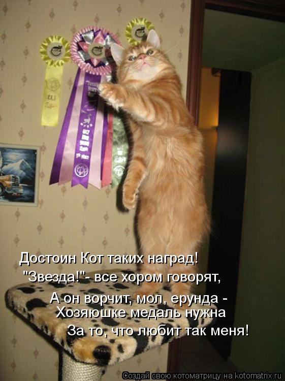 Котоматрица: Достоин Кот таких наград! "Звезда!"- все хором говорят, А он ворчит, мол, ерунда - Хозяюшке медаль нужна За то, что любит так меня!