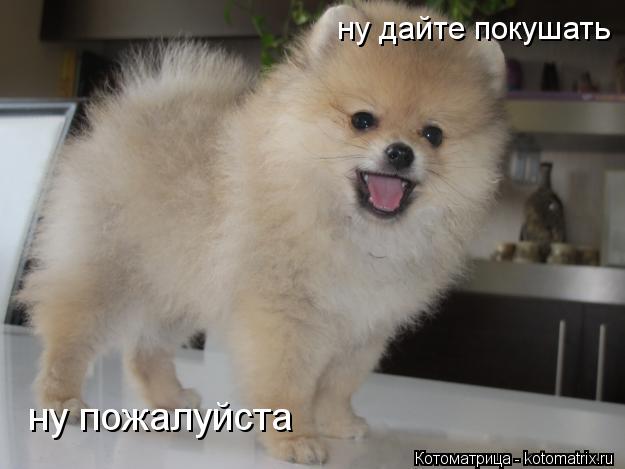 Котоматрица: ну дайте покушать ну пожалуйста