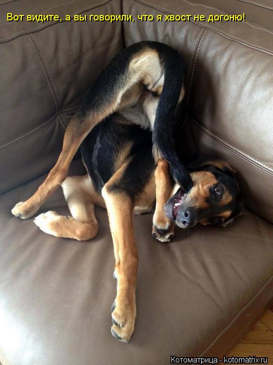 Вот видите, а вы говорили, что я хвост не догоню!... Котоматрица: Вот видите, а вы говорили, что я хвост не догоню!