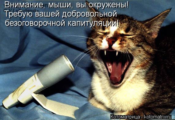 Котоматрица: Внимание, мыши, вы окружены! Требую вашей добровольной  безоговорочной капитуляции!