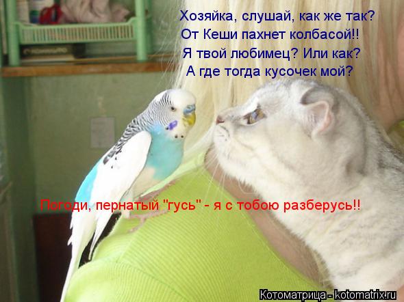 Котоматрица: Хозяйка, слушай, как же так?  От Кеши пахнет колбасой!! Я твой любимец? Или как? А где тогда кусочек мой? Погоди, пернатый "гусь" - я с тобою разбе