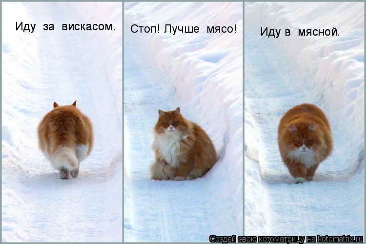 Котоматрица: Иду  за  вискасом. Иду  за  вискасом. Стоп! Лучше  мясо! Иду в  мясной. Иду в  мясной.