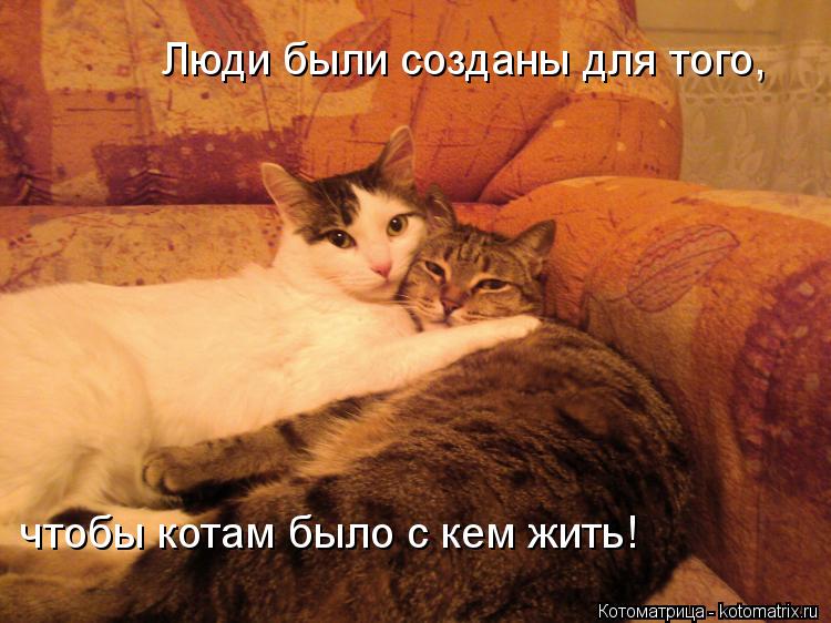 Котоматрица: Люди были созданы для того,  чтобы котам было с кем жить!