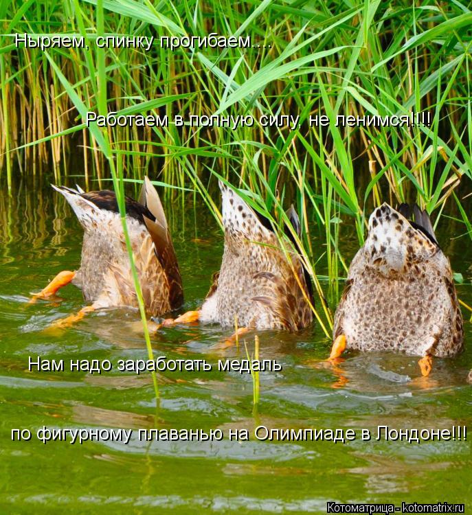 Ныряем, спинку прогибаем.... Работаем в полную силу, не ленимся!!!! Нам надо заработать медаль по фиг... Котоматрица: Ныряем, спинку прогибаем.... Работаем в полную силу, не ленимся!!!! Нам надо заработать медаль по фигурному плаванию Нам надо заработать меда