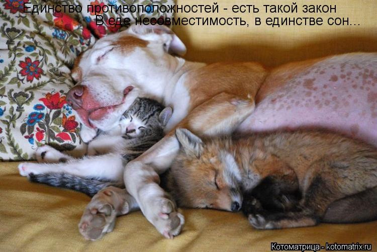 Котоматрица: Единство противоположностей - есть такой закон В еде несовместимость, в единстве сон...